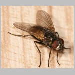 Musca domestica - Stubenfliege 04.jpg